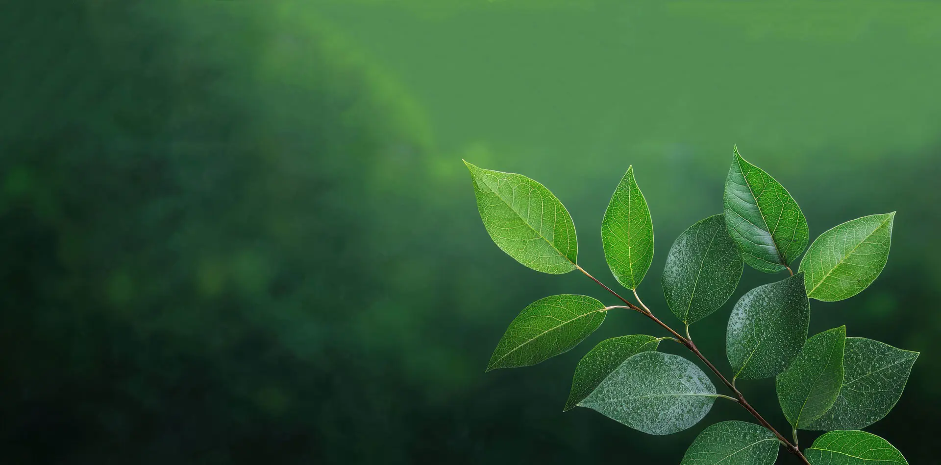 Euksomia Extract Chiny