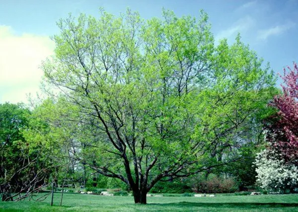 The Natural Code of Zhejiang, Chiny: Baza produkcyjna premium Eucommia Ulmoides