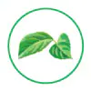 Stevia Extract