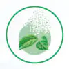 Stevia Extract